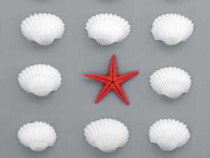 Star Fish and shells